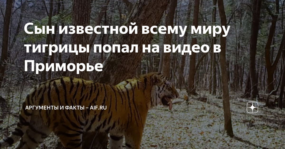 Сын известной всему миру тигрицы попал на видео в Приморье | Аргументы ...