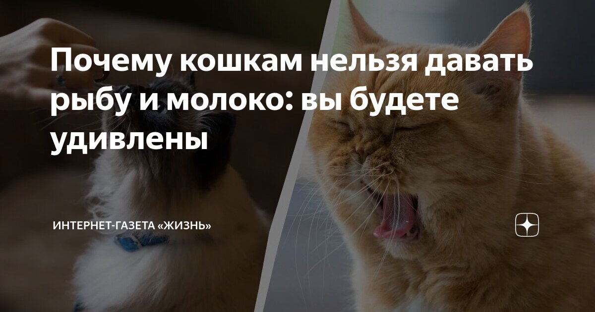 Какую натуральную еду можно давать кошкам?