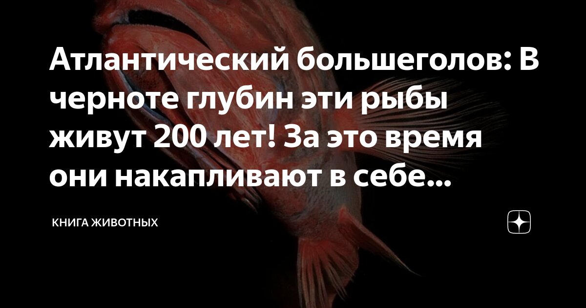 Атлантический большеголов: В черноте глубин эти рыбы живут 200 лет! За ...
