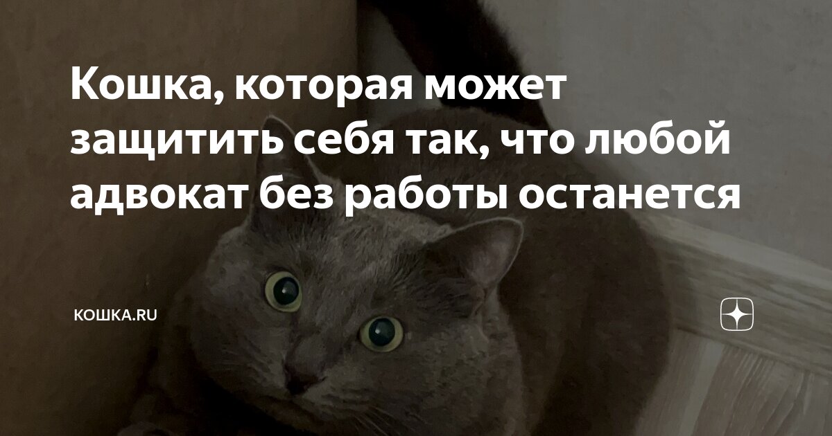 Кошка, которая может защитить себя так, что любой адвокат без работы ...