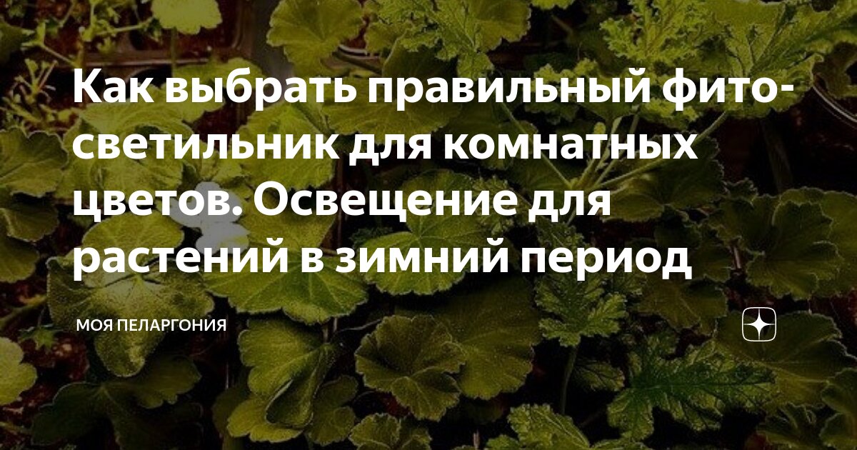 Как выбрать правильный фито-светильник для комнатных цветов. Освещение ...