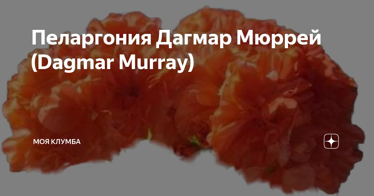 Посадка и уход за пеларгонией Дагмар Мюррей