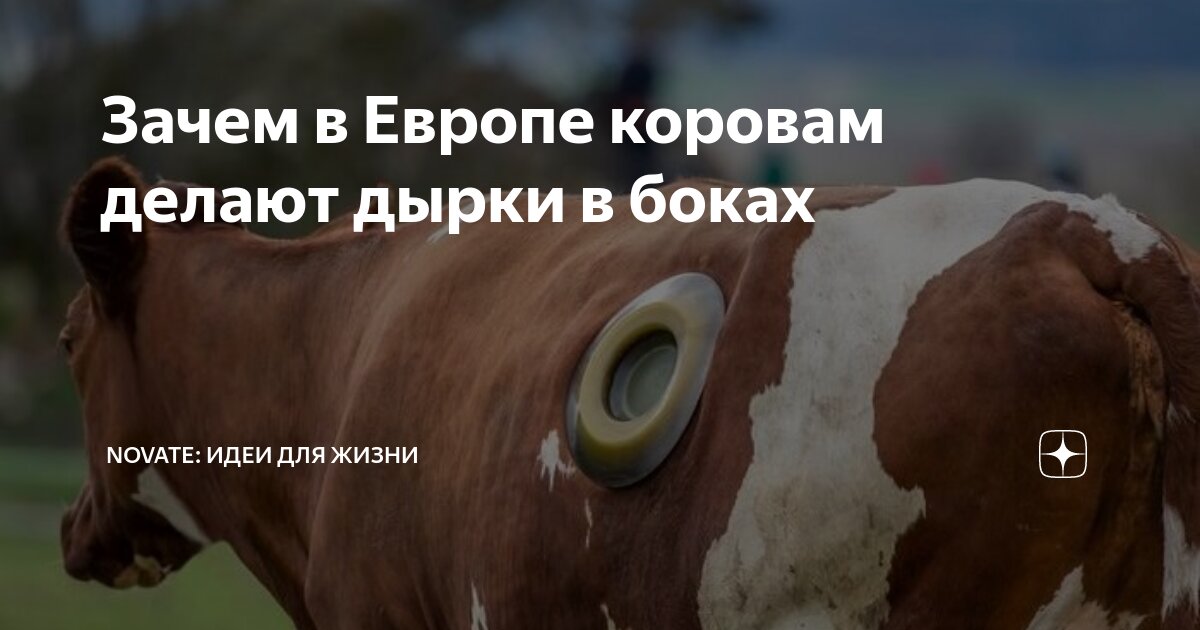 Зачем коровам делают дырки в боку и что будет, если ее заткнуть