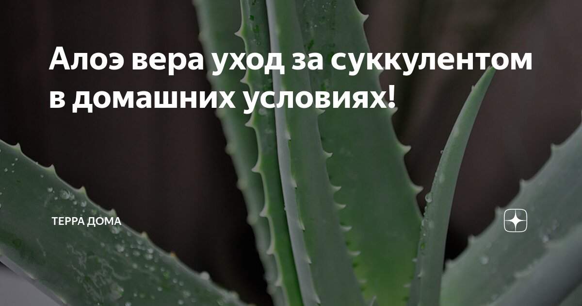 Как вырастить лечебное алоэ дома: особенности ухода за растением