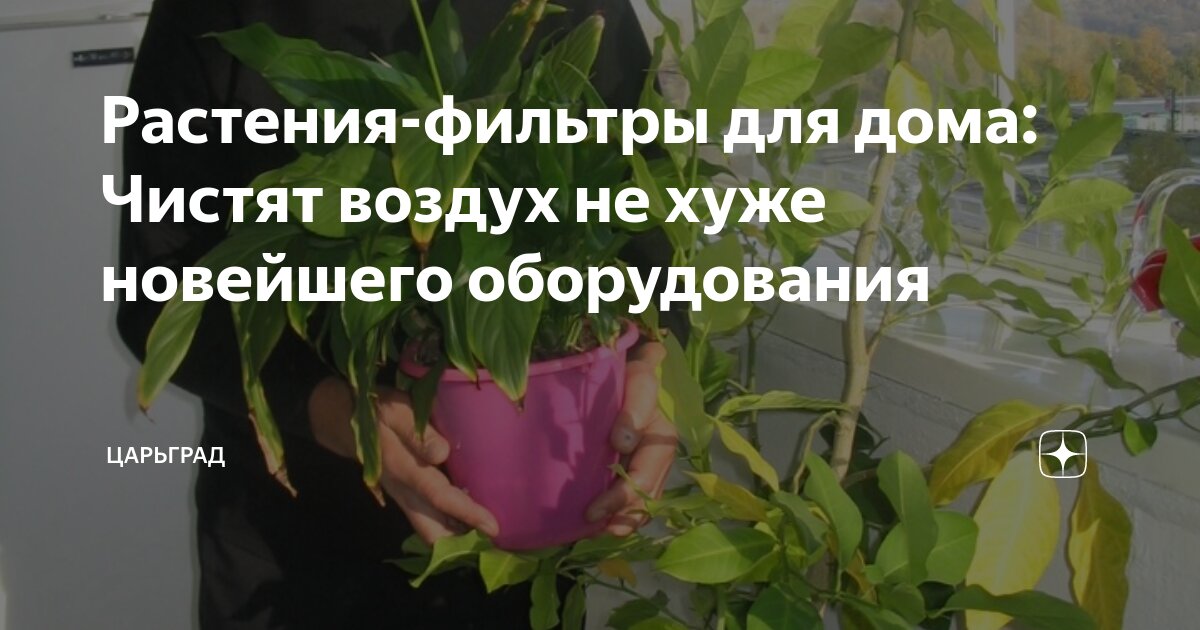 Растения-фильтры для дома: Чистят воздух не хуже новейшего оборудования ...