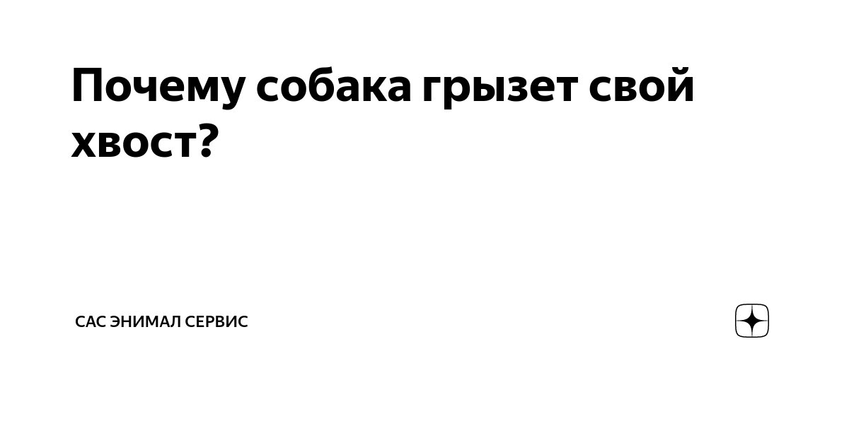 Почему собака кусает себя. 12 основных причин