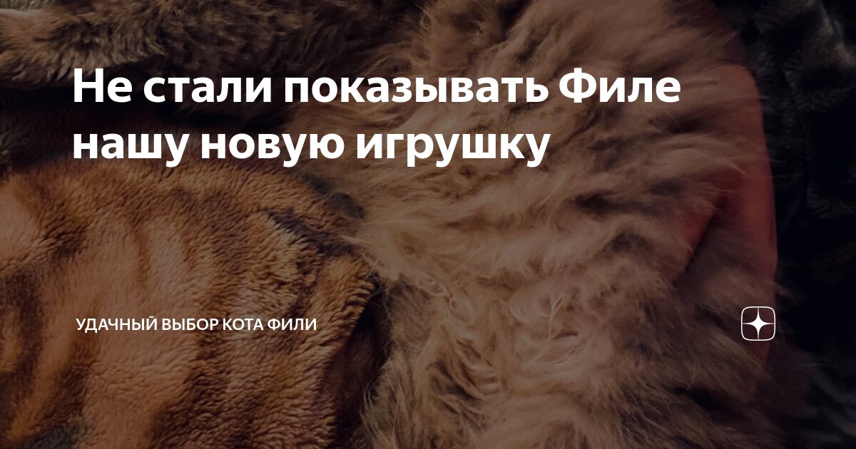 Не стали показывать Филе нашу новую игрушку | Удачный выбор кота Фили ...