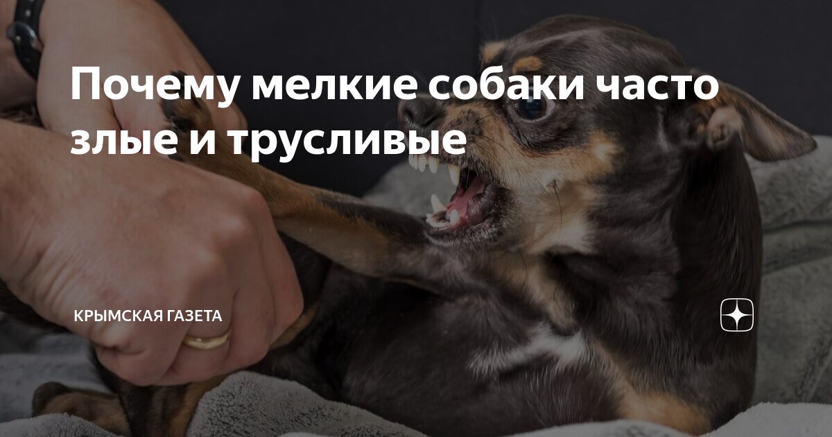 Почему мелкие собаки часто злые и трусливые | Крымская газета | Дзен