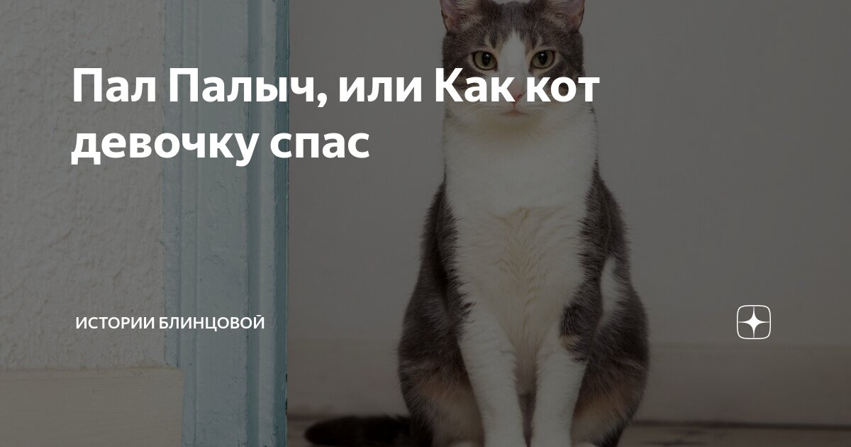 Пал Палыч, или Как кот девочку спас | Истории Блинцовой | Дзен