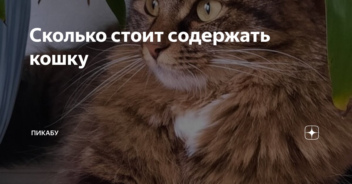 Сколько стоит содержать кошку | Пикабу | Дзен