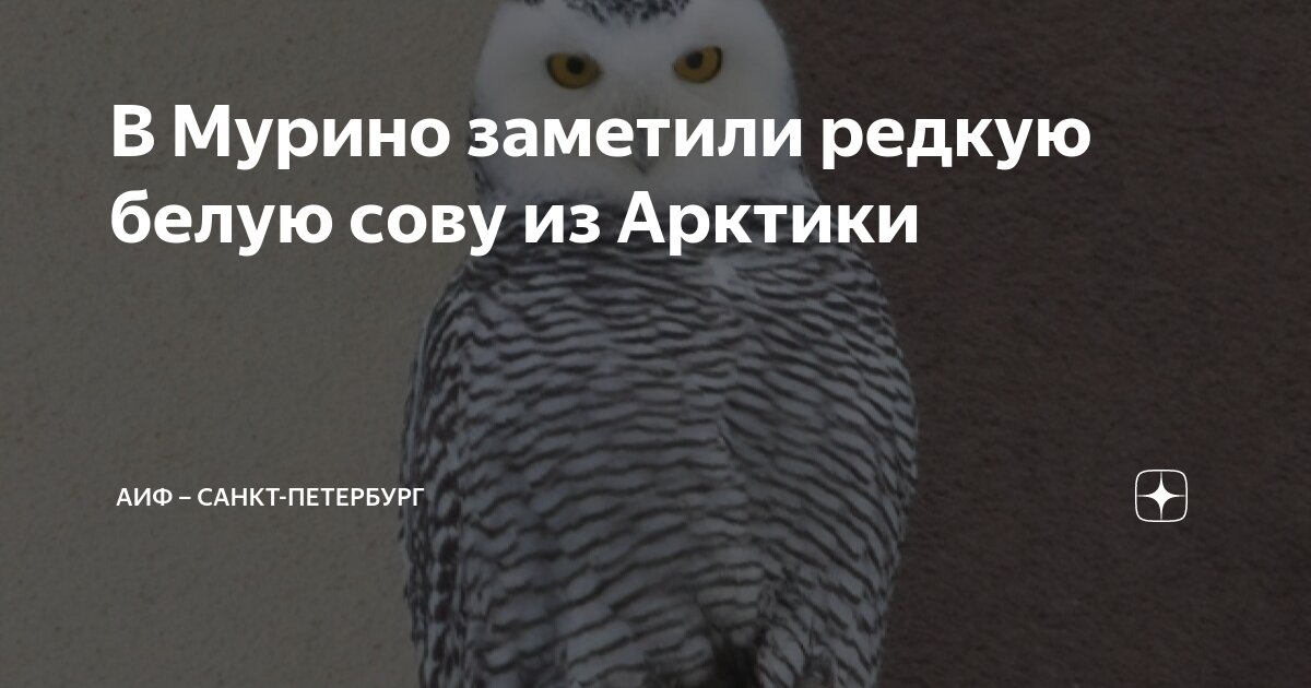 Совы в городе: ямальцам рассказали, почему пернатые все чаще наведываются к людям