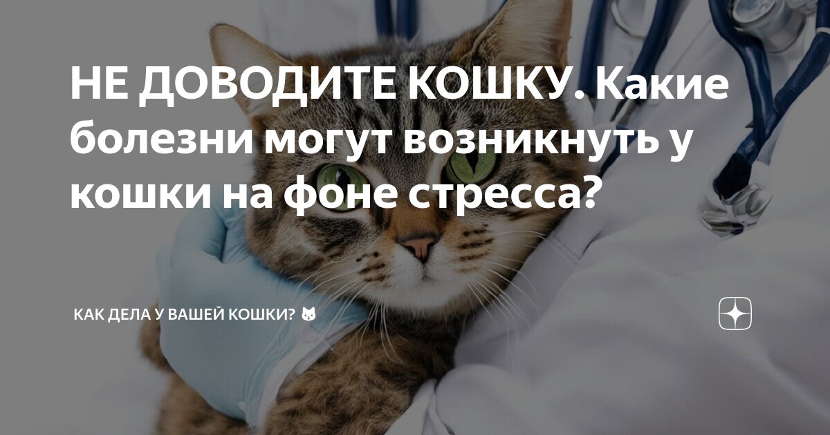 кошка заболела не ест что делать