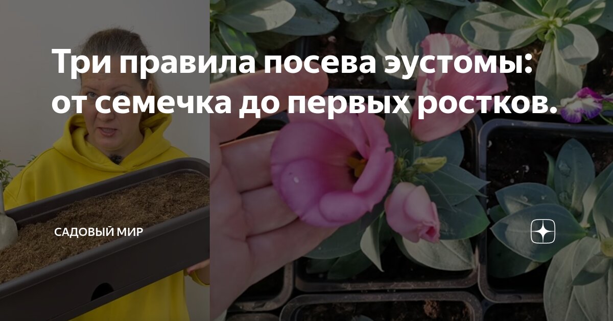 Три правила посева эустомы: от семечка до первых ростков. | Садовый мир ...