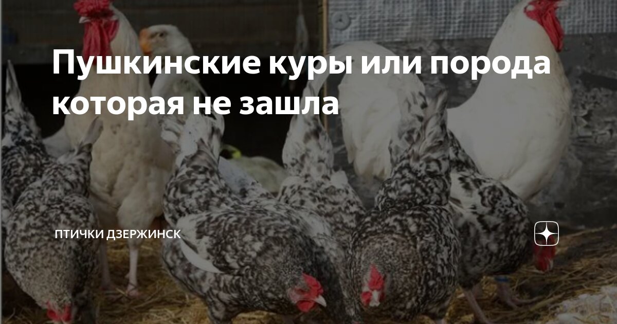 Пушкинские куры или порода которая не зашла | Птички дзержинск | Дзен