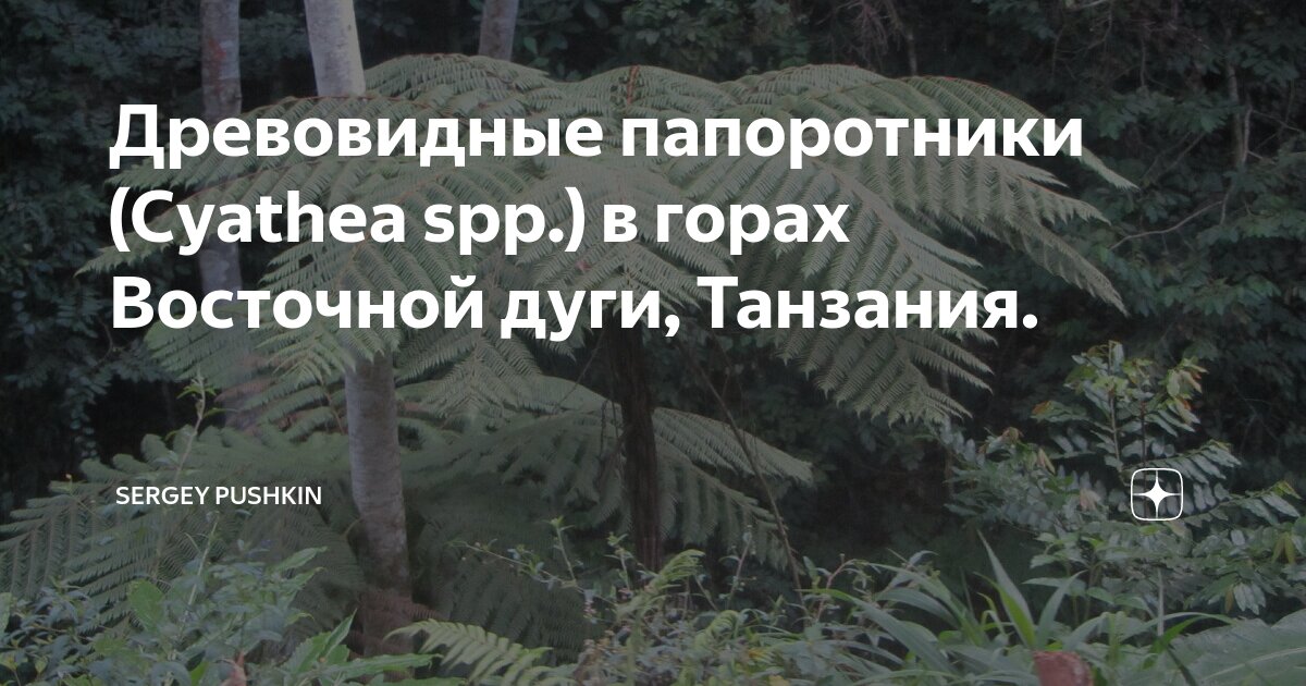 Древовидные папоротники (Cyathea spp.) в горах Восточной дуги, Танзания ...