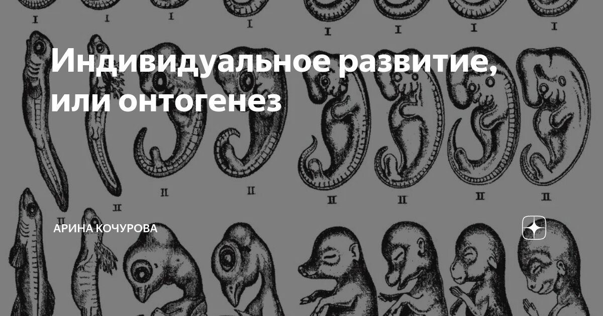 Биогенетический закон геккеля мюллера примеры Сходство зародышей и эмбриональная дивергенция. Биогенетический закон. Развитие