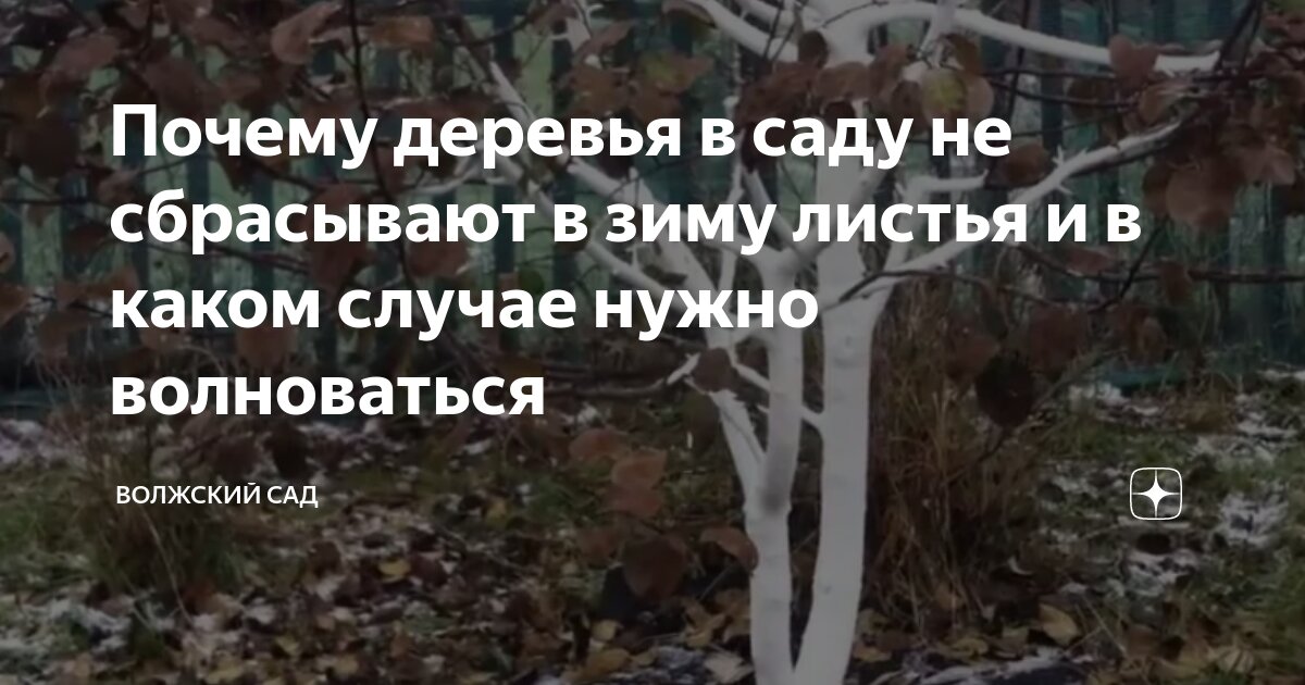 4 причины, почему осенью не опадают листья – что же делать?