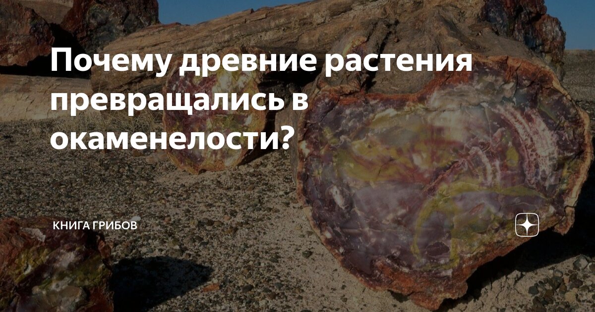 Почему древние растения превращались в окаменелости? | Книга грибов | Дзен