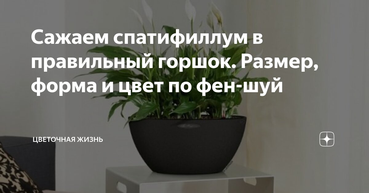 Спатифиллум Шопен после магазина: описание ухода в домашних условиях