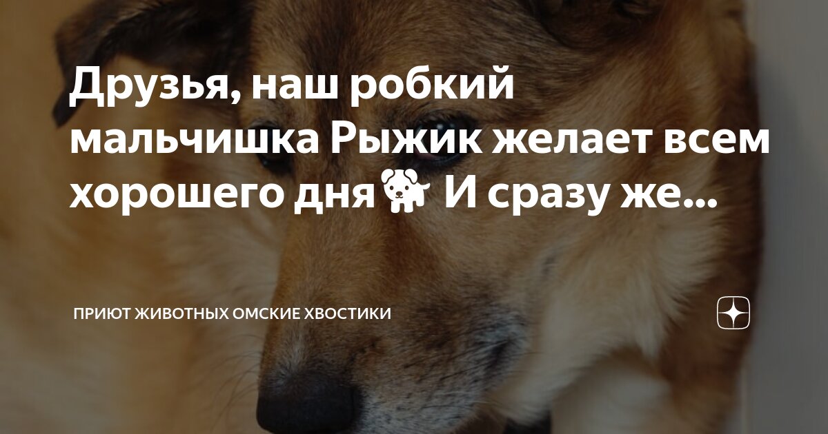 Друзья, наш робкий мальчишка Рыжик желает всем хорошего дня?? И сразу же ...