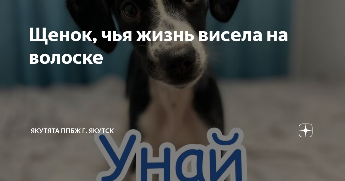 Щенок, чья жизнь висела на волоске | Якутята ППБЖ г. Якутск | Дзен