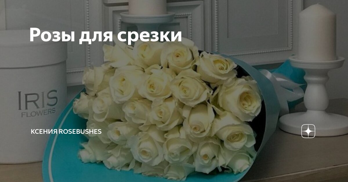 Розы для срезки | Ксения Rosebushes | Дзен