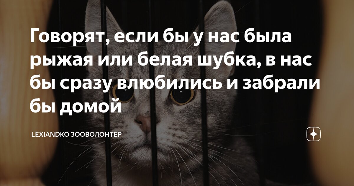 Говорят, если бы у нас была рыжая или белая шубка, в нас бы сразу ...