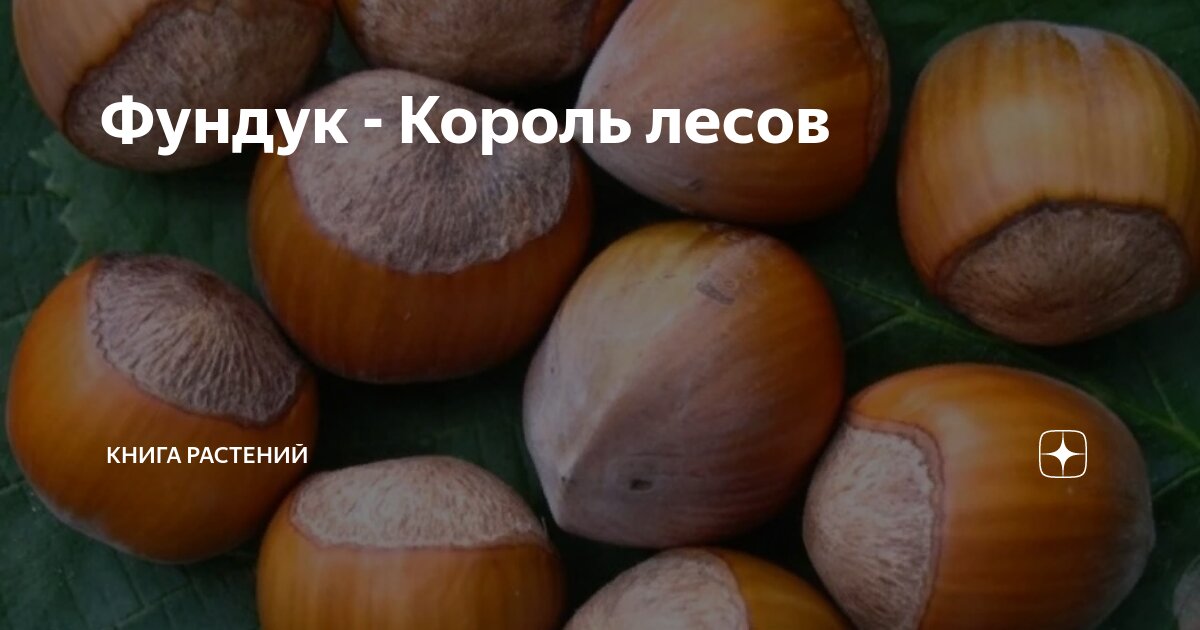 Фундук - Король лесов | Книга растений | Дзен