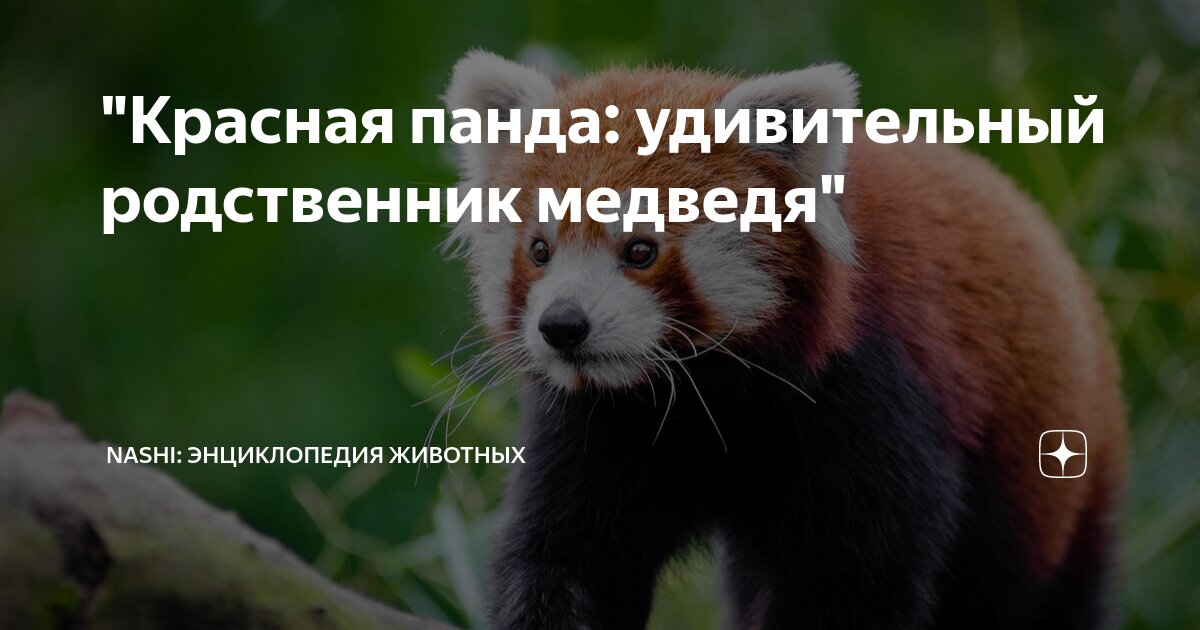 "Красная панда: удивительный родственник медведя" | Nashi: энциклопедия ...