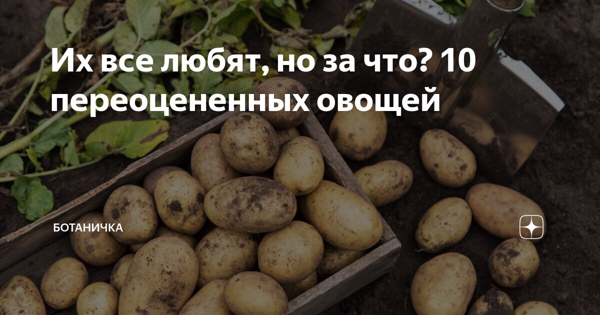 Разнообразие видов и сортов баклажанов
