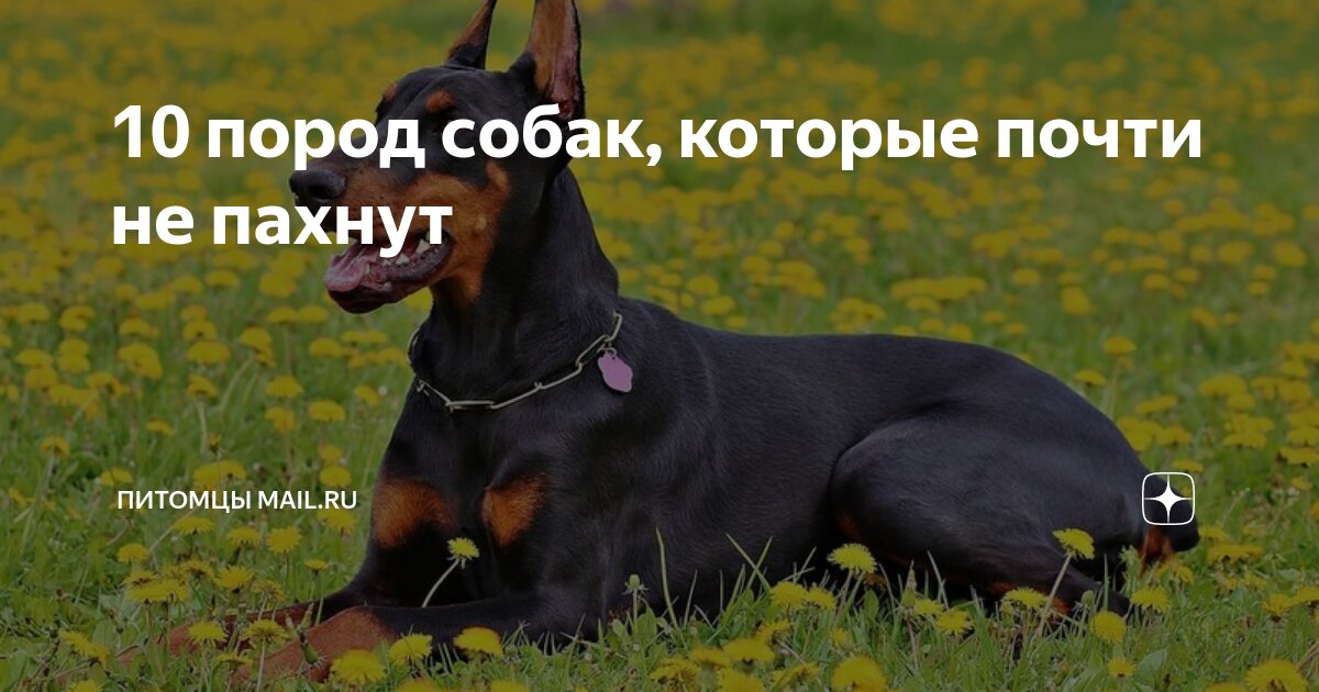 есть ли собаки которые не пахнут