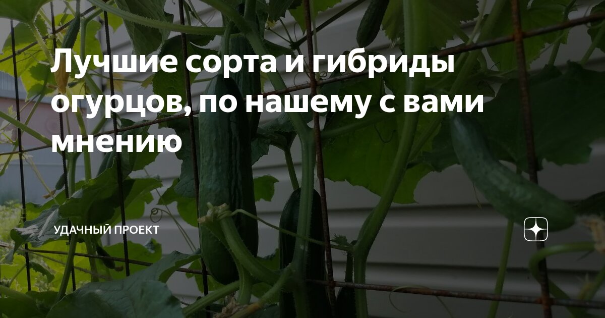 Лучшие сорта и гибриды огурцов, по нашему с вами мнению | уДачный ...