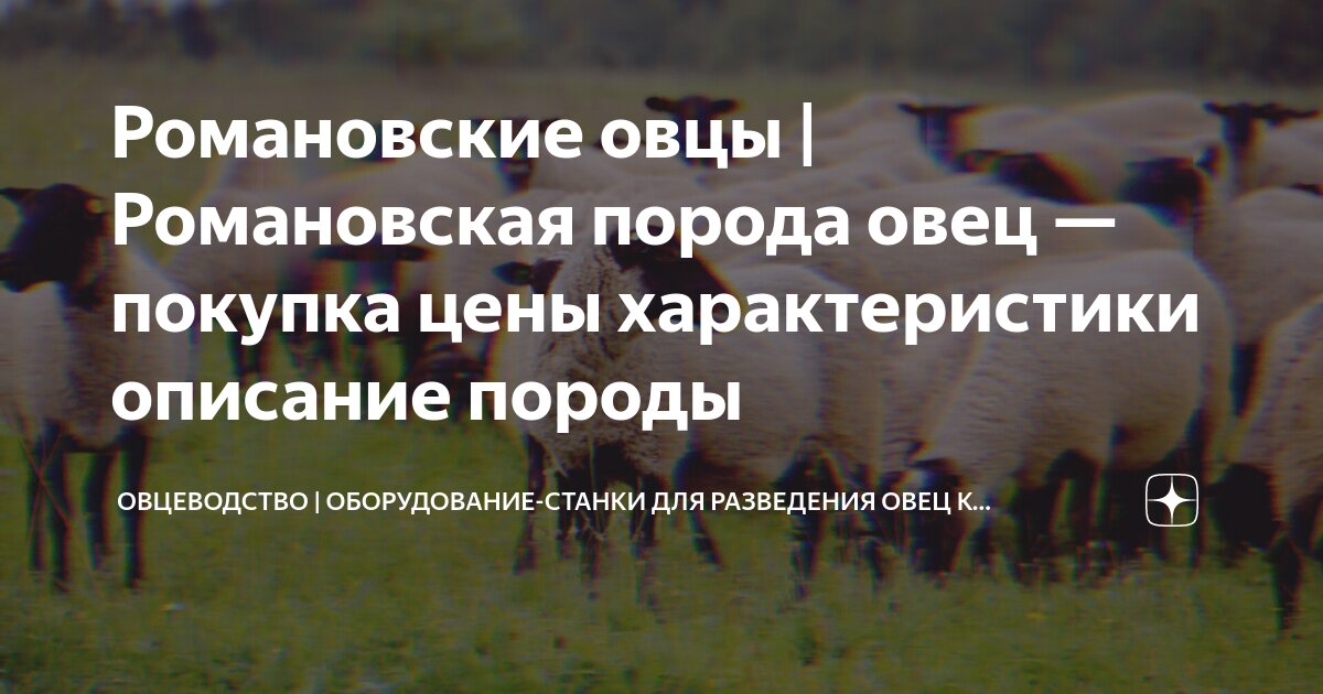 Романовские овцы | Романовская порода овец — покупка цены ...
