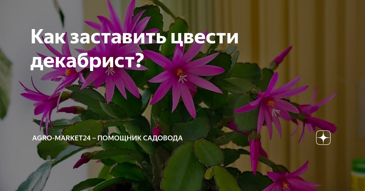 как заставить цвести декабрист форум