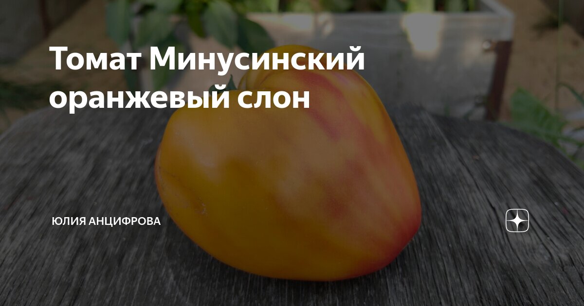 Томат Минусинский оранжевый слон | Юлия Анцифрова В ОГОРОДЕ! | Дзен
