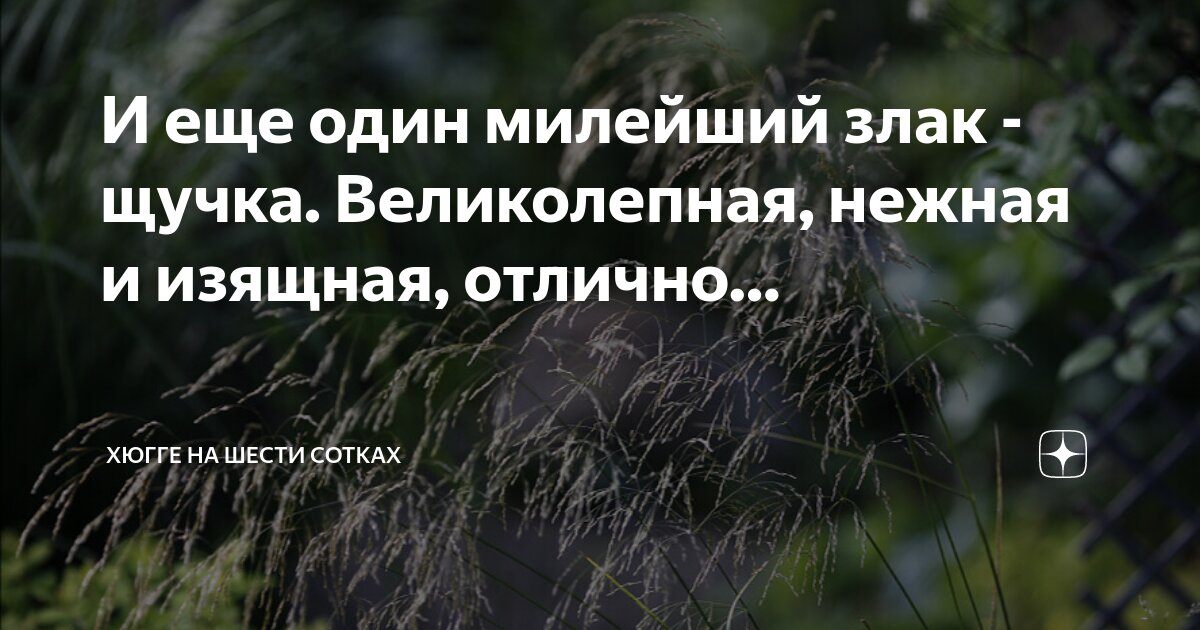 И еще один милейший злак - щучка. Великолепная, нежная и изящная ...
