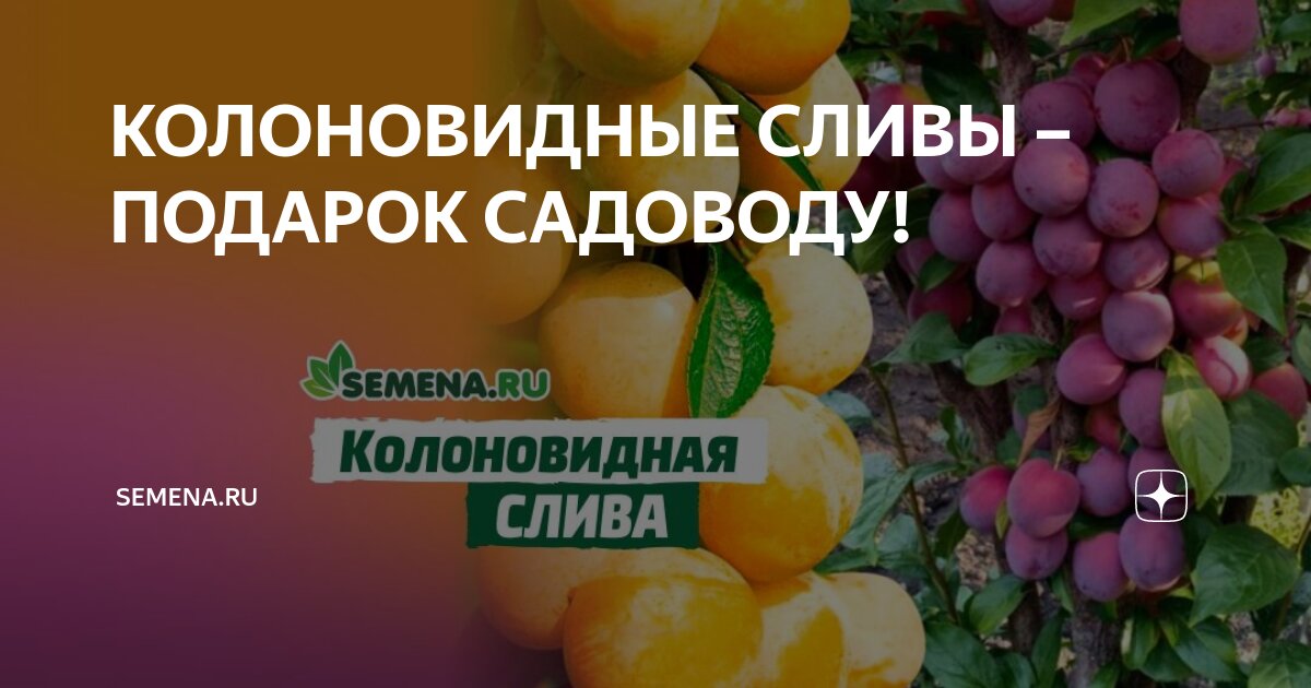 КОЛОНОВИДНЫЕ СЛИВЫ – ПОДАРОК САДОВОДУ! | Semena.ru | Дзен