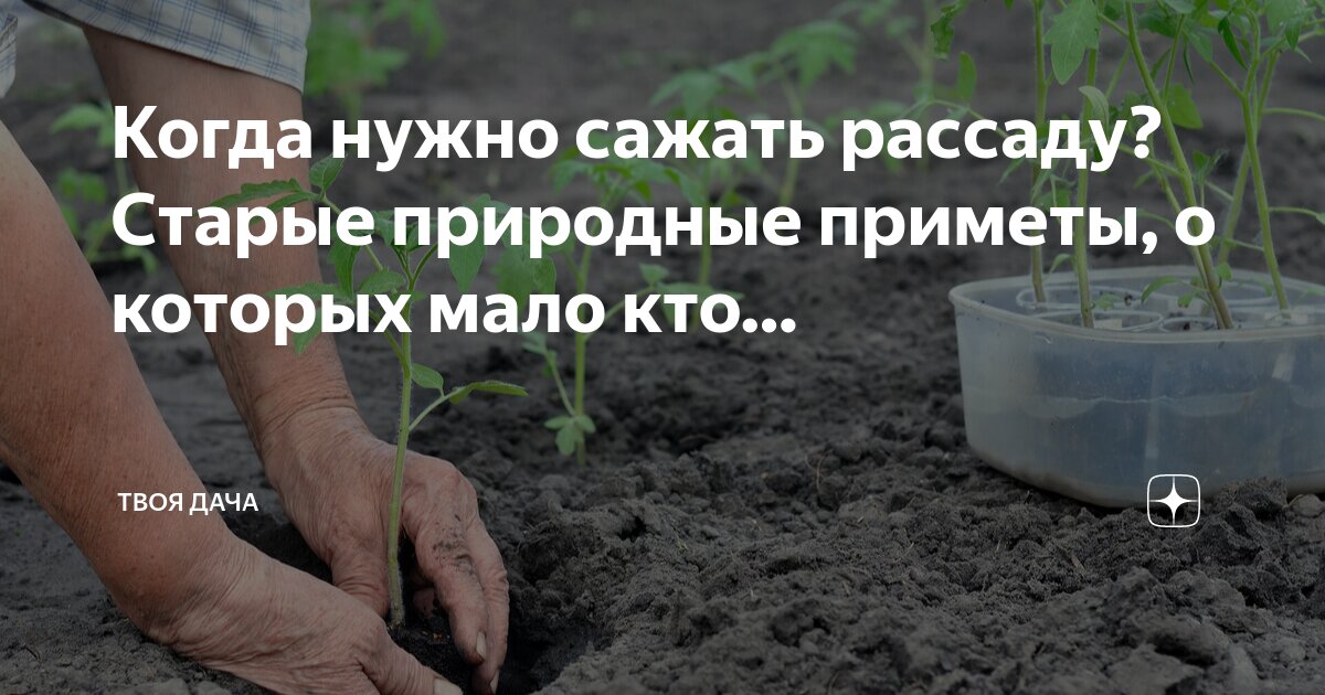 лунный календарь на 2022 для посадки семян помидор. сроки посадки помидор на рассаду. сроки посева семян на рассаду. сроки посева семян и высадки в открытый грунт рассады. возраст рассады овощей для высадки в теплицу таблица.