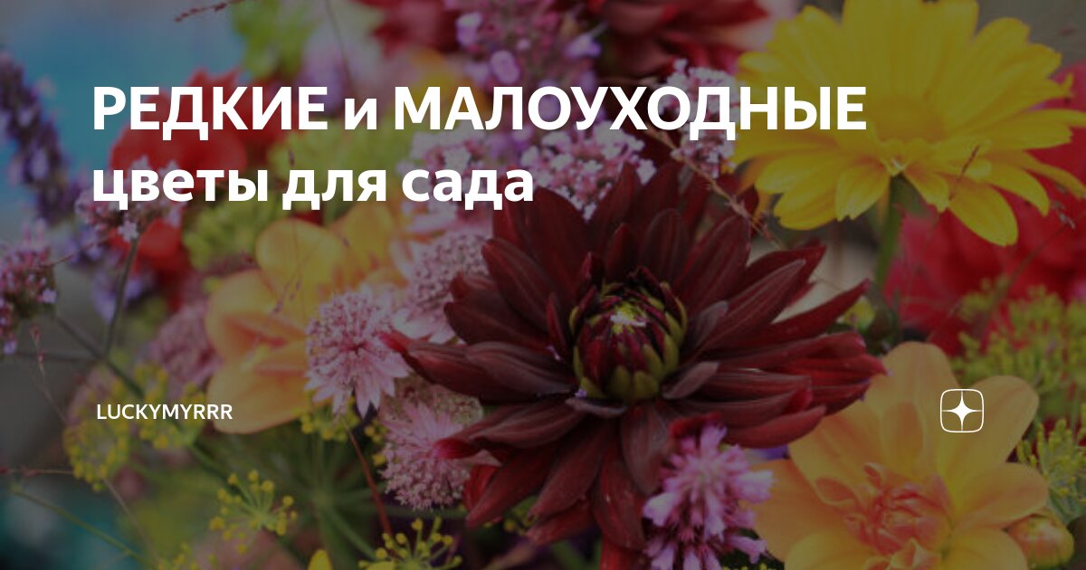 РЕДКИЕ и МАЛОУХОДНЫЕ цветы для сада | luckyMyrrr | Дзен