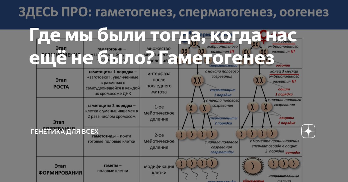 Особенности сперматогенеза у мужчин. Клиника оперативной урологии и андрологии