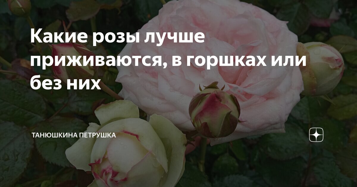 Какие розы лучше приживаются, в горшках или без них | Танюшкина ...