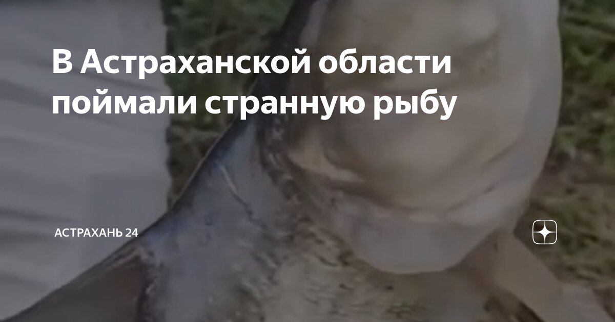 В Астраханской области поймали странную рыбу | Астрахань 24 | Дзен