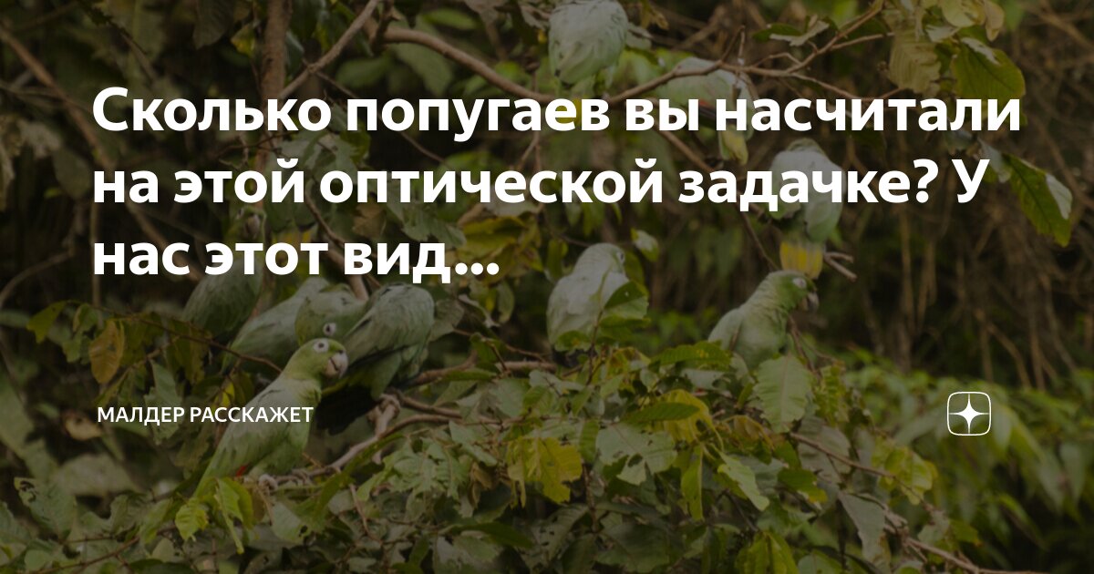 Сколько попугаев вы насчитали на этой оптической задачке? У нас этот ...