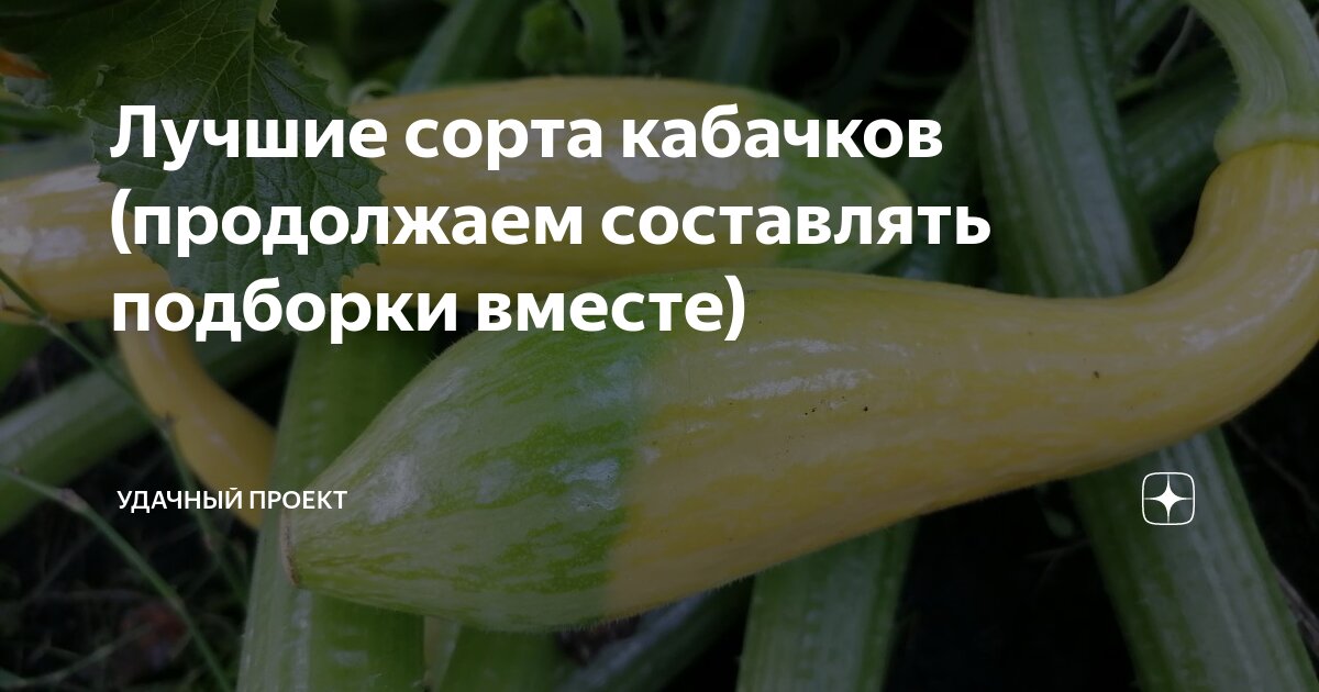 Лучшие сорта кабачков (продолжаем составлять подборки вместе) | уДачный ...