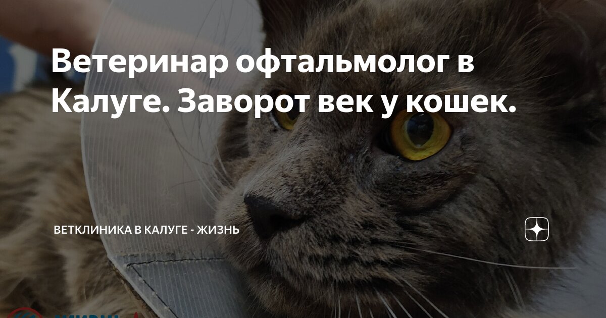 Ветеринар офтальмолог в Калуге. Заворот век у кошек. | Ветклиника в ...