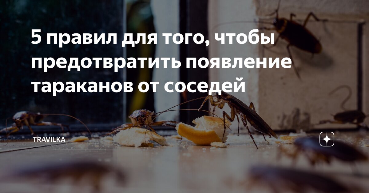5 правил для того, чтобы предотвратить появление тараканов от соседей ...