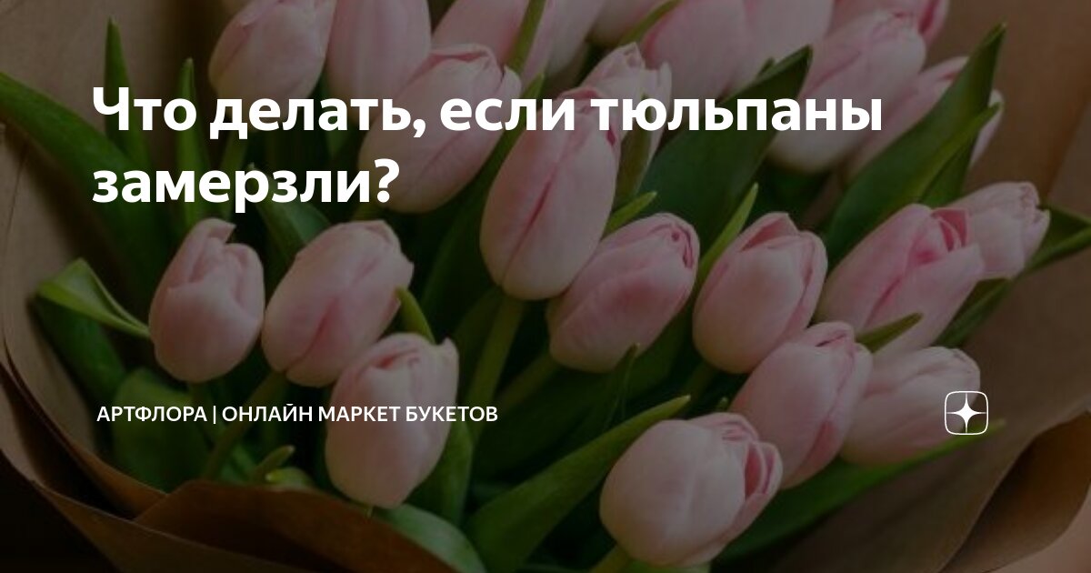 Тюльпаны замерзли. Замерзшие тюльпаны. Если тюльпаны замерзли что делать. Как понять что тюльпаны замерзли. Татарстане замерзли тюльпаны