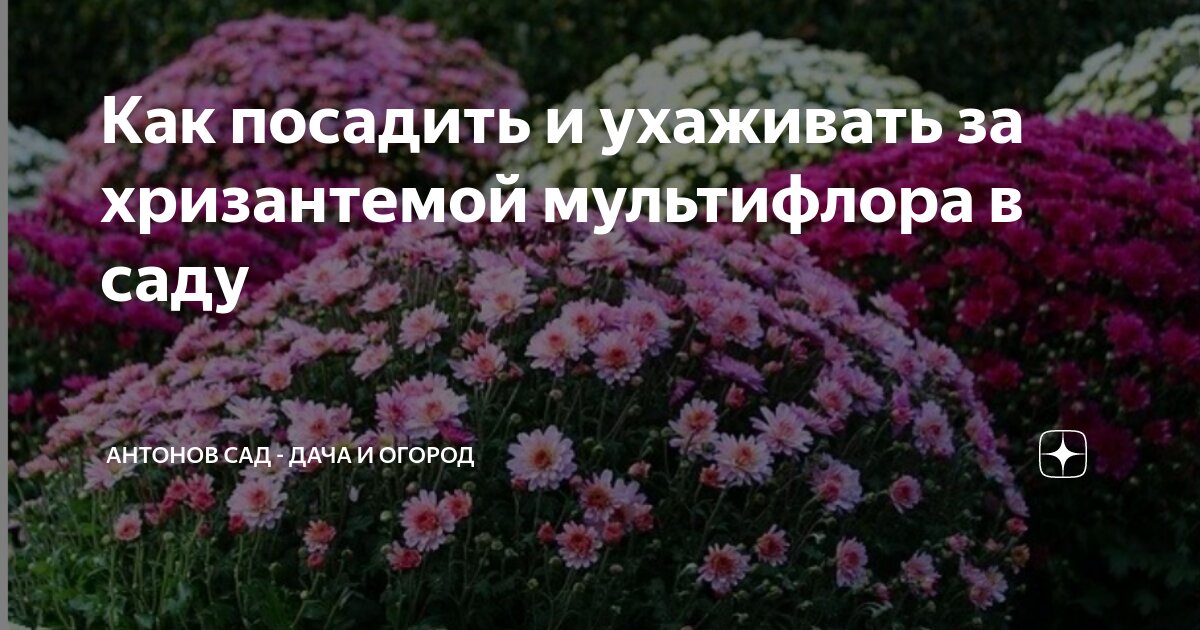 как ухаживать за хризантемой в саду