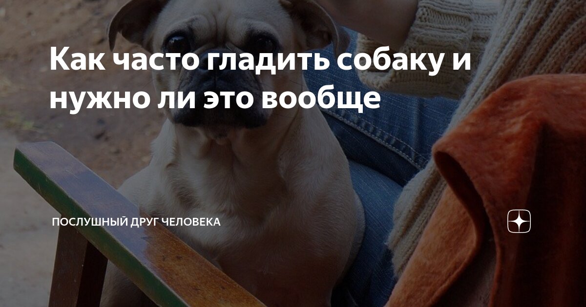Как часто гладить собаку и нужно ли это вообще | Послушный друг ...