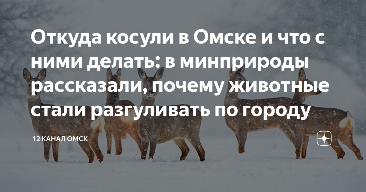 откуда косули в омской области